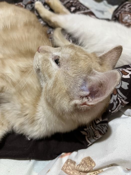 Отдам котика, рыжий