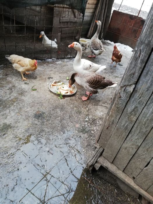 Гъски, пуйки, патици