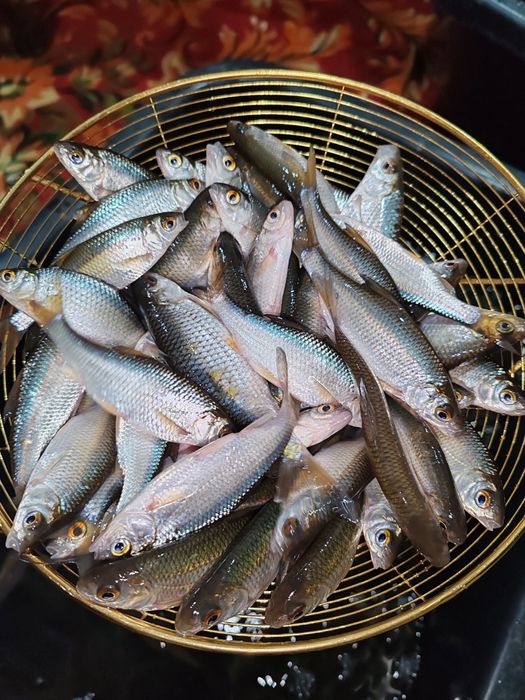 Малёк сорга живец