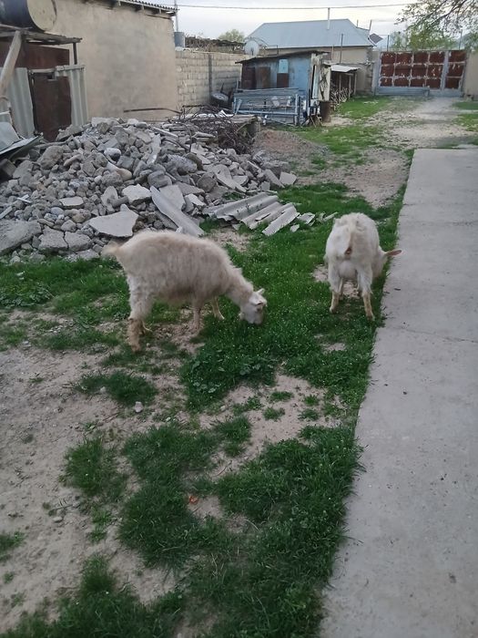 Бірші тума екі тоқал ешкі сатылады