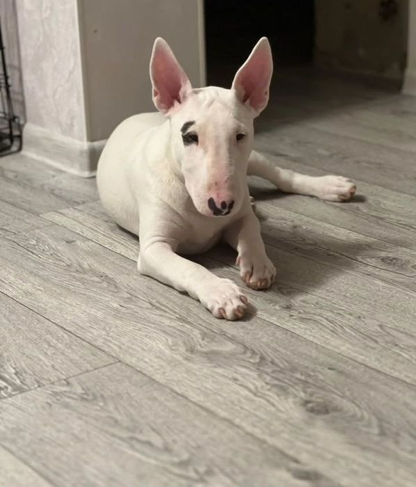 Щенки Бультерьера