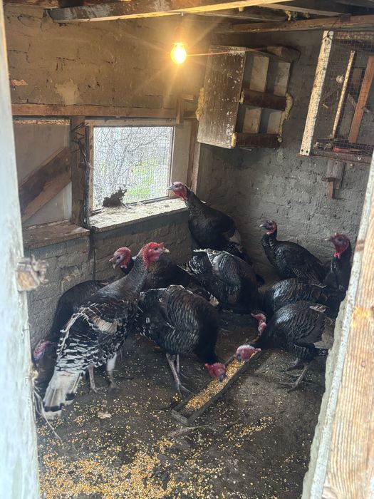 продавам Пуйки Големи