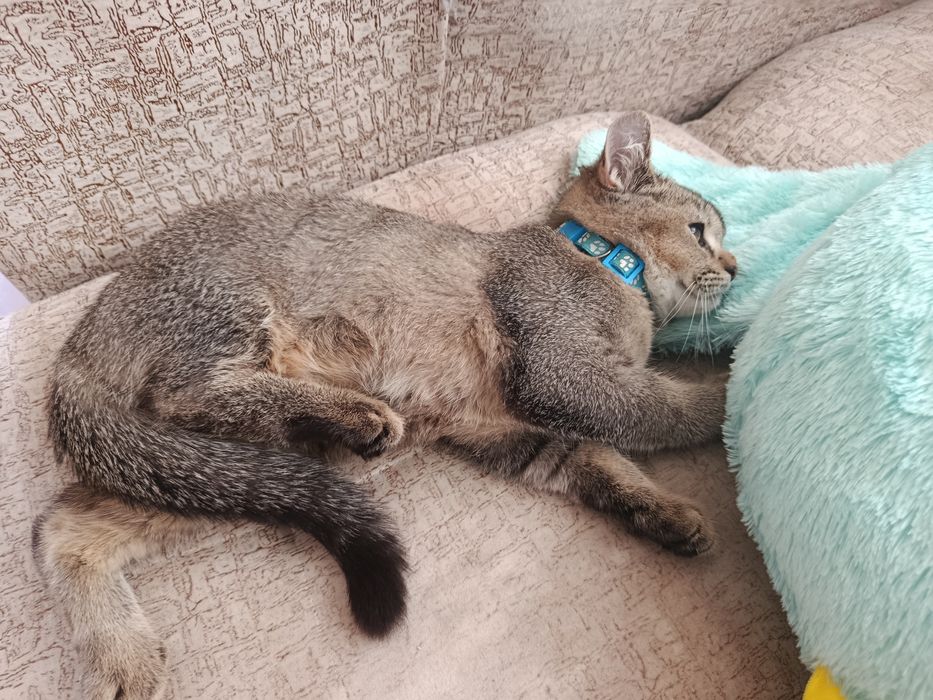 Скотиш страйт,срочно