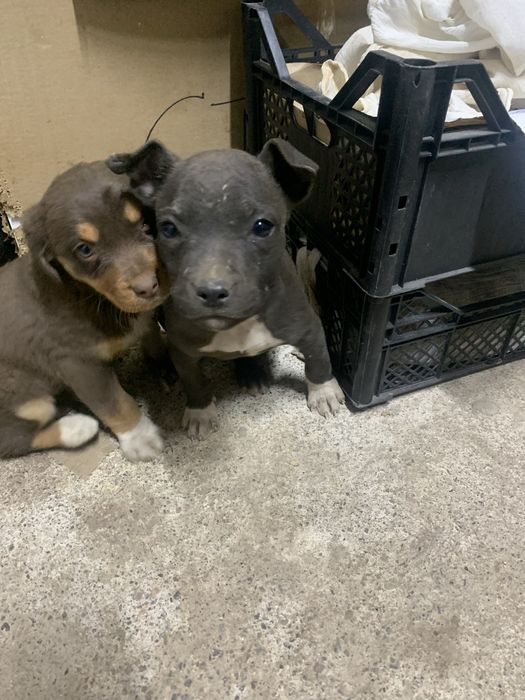 Продам щенка питбуль