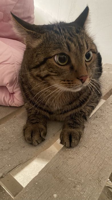 Отдам кота в добрые руки