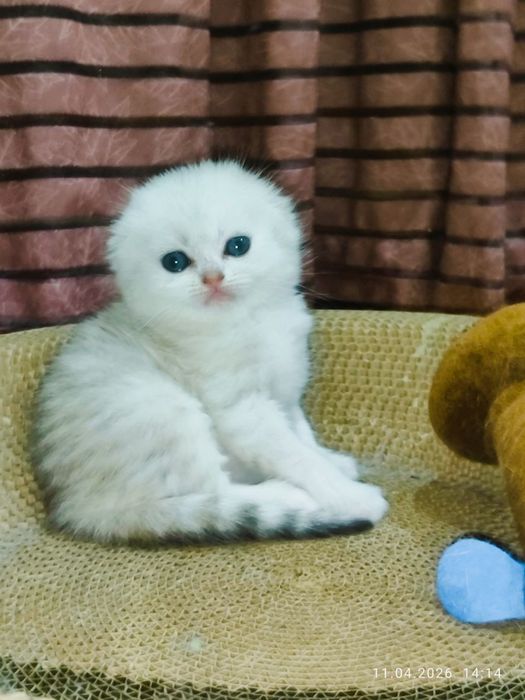 Шотланский Скоттиш фолд!