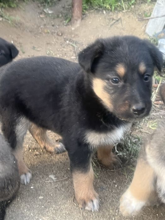 В добрые руки щенки