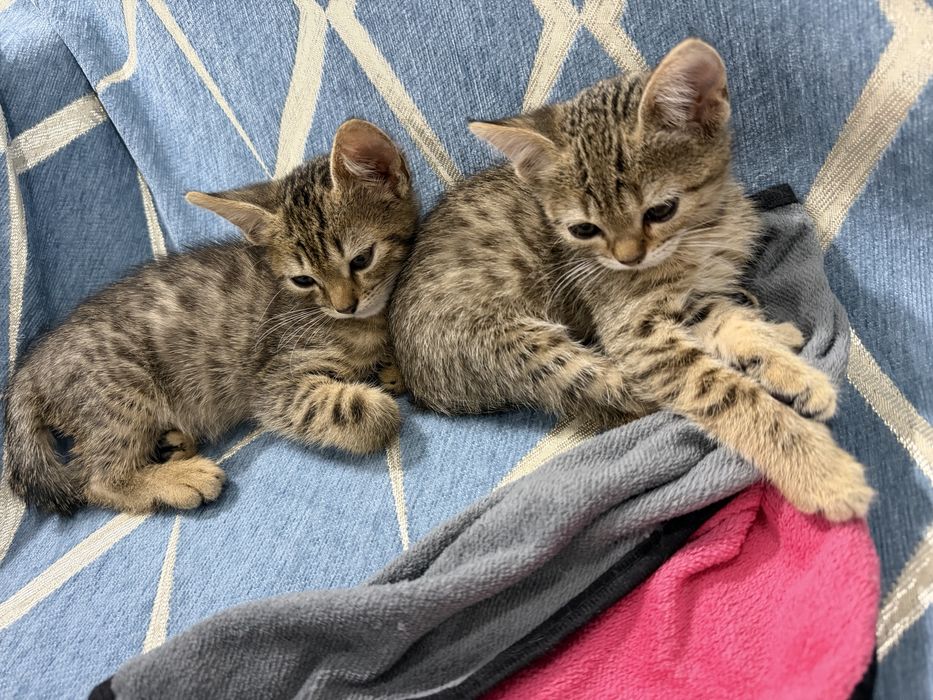 Отдам котят в добрые руки