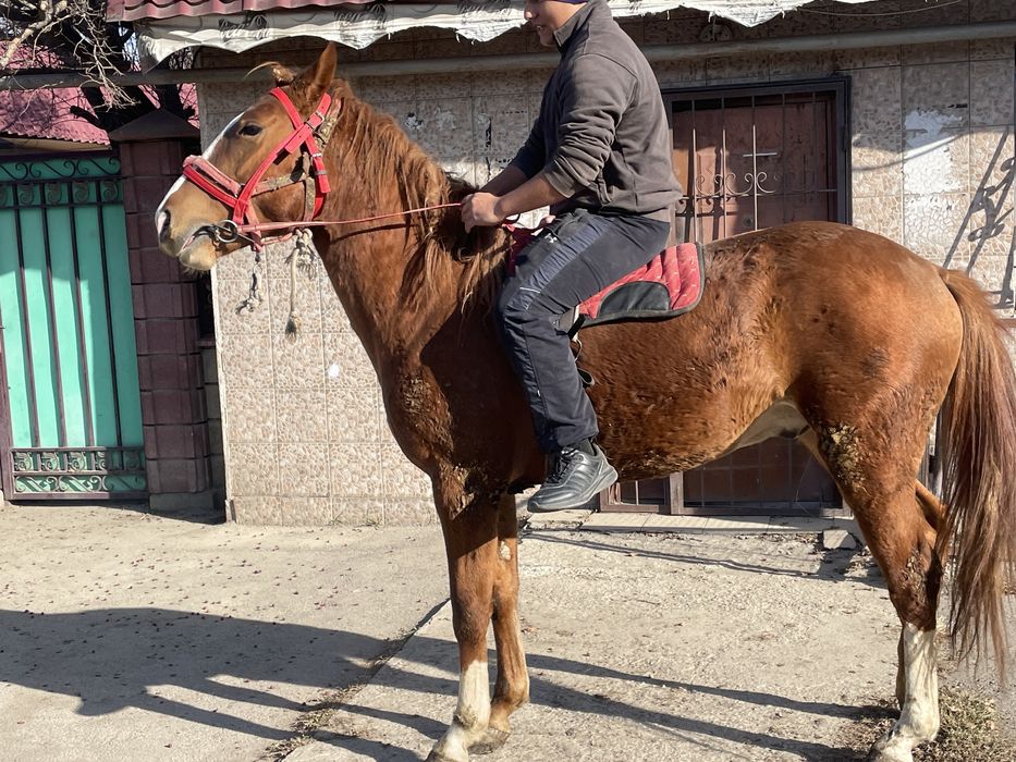 Продам лощадь 2,6 года