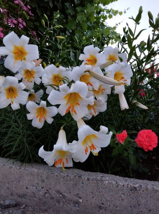 Голландские Лилии