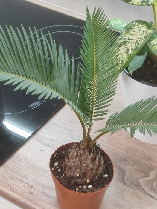 Комнатные растения,