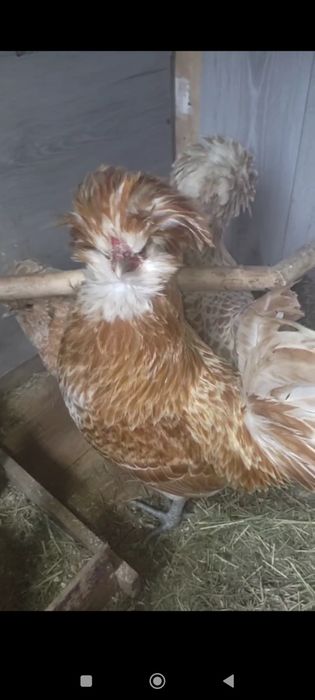 Paduan shamua tuxumlari sotiladi