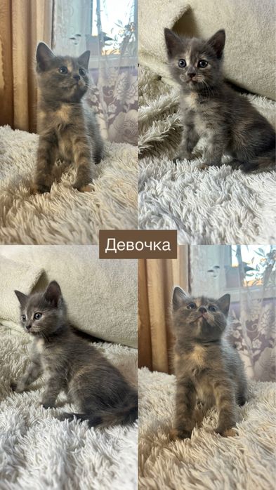 Отдам котят в добрые руки