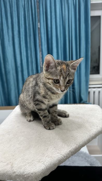 Котенок бесплатно