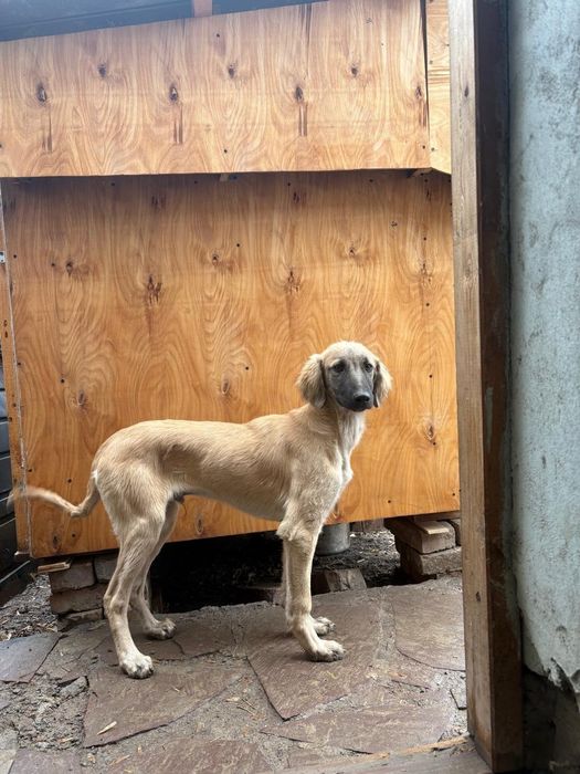 Тазы күшік сатылады 6-7 айлық еркек