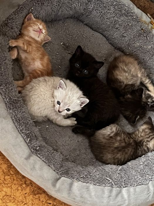 Продам котят вислоухие