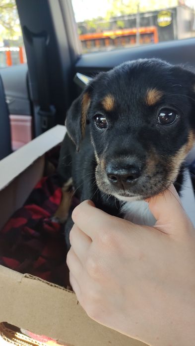 Щенок Вася ищет дом