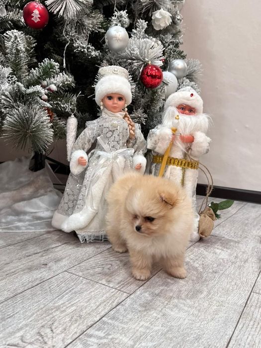 Чудесные щенки мини шпиц  девочка и мальчик