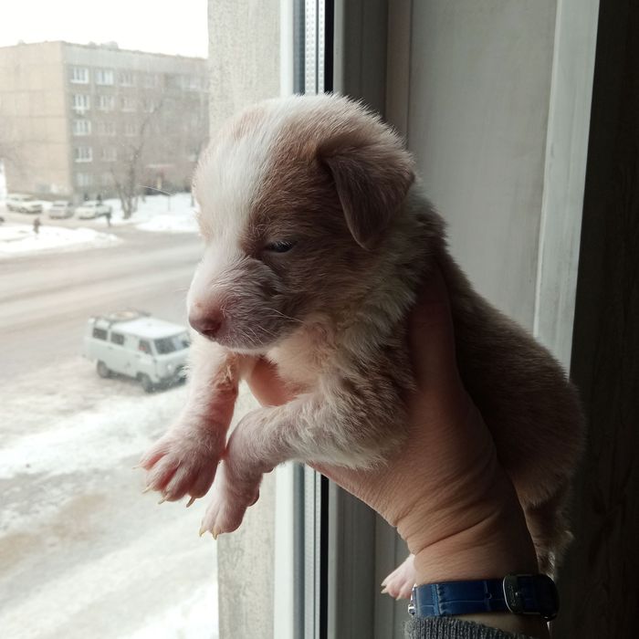 Отдам щенка. Бесплатно.