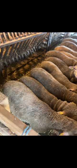 Vand miei de lapte  si carlani