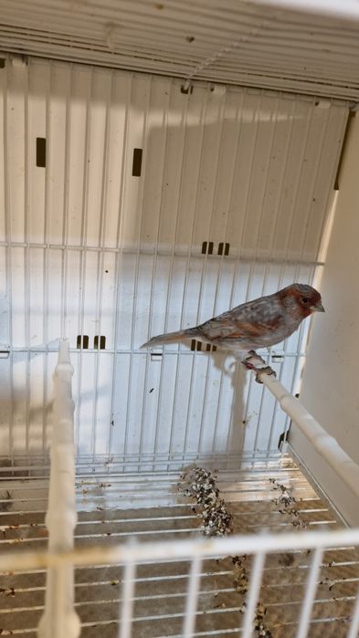 Canari timbrado floreado si alte specii