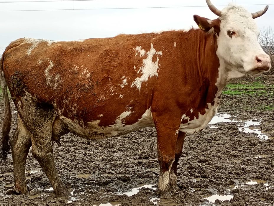 vand vaca de 600 de kg