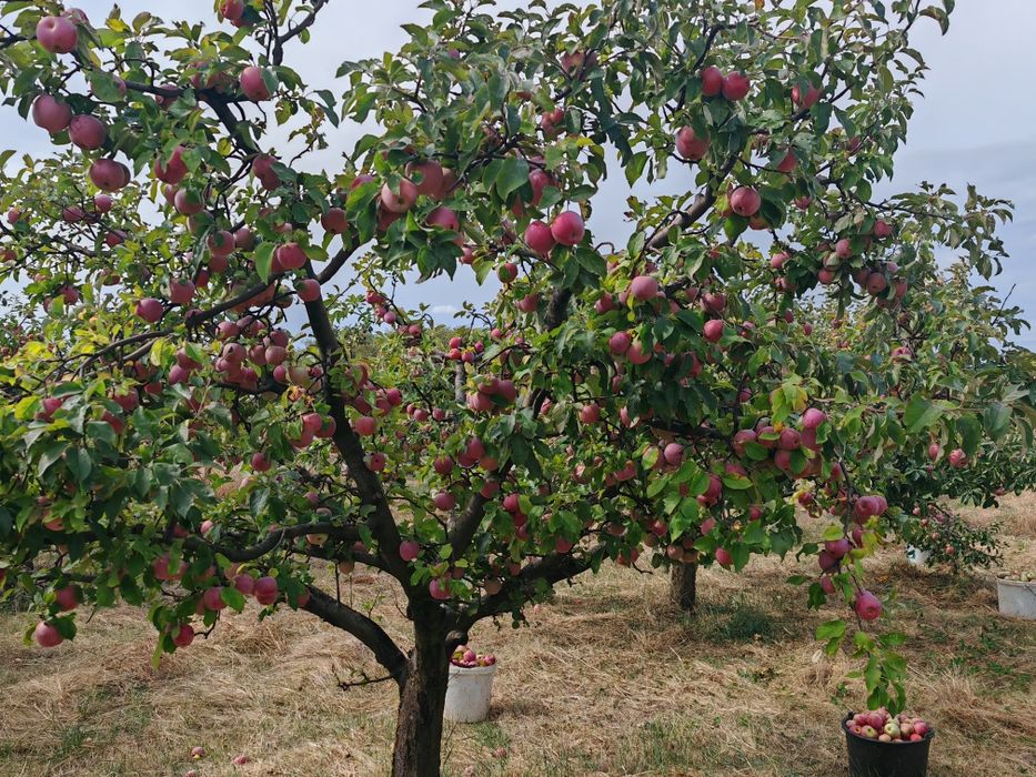 MERE BIO DIRECT DIN LIVADĂ – Sănătate curată la doar 2,5 lei/kg!