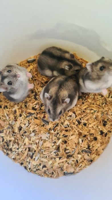 Vând hamsteri siberieni