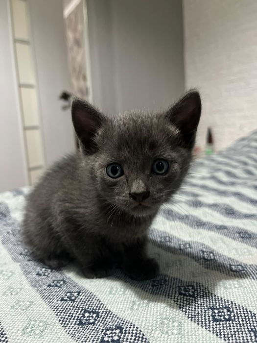 Отдам котят в добрые руки