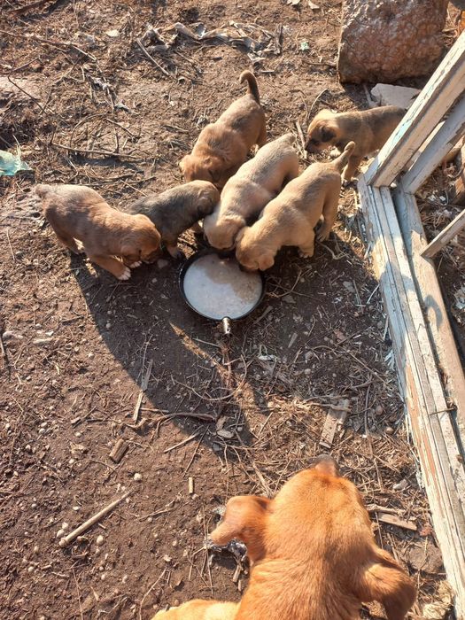 Отдам щенков в хорошие руки