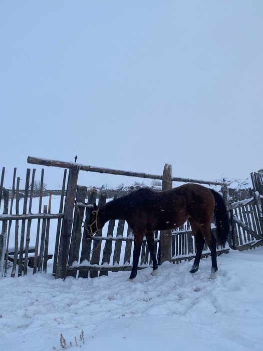 Таза канды еркек ат