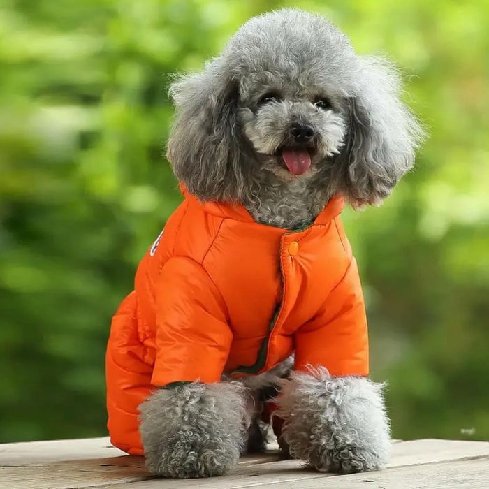 Дрехи, аксесоари и играчки за Вашия малък любимец