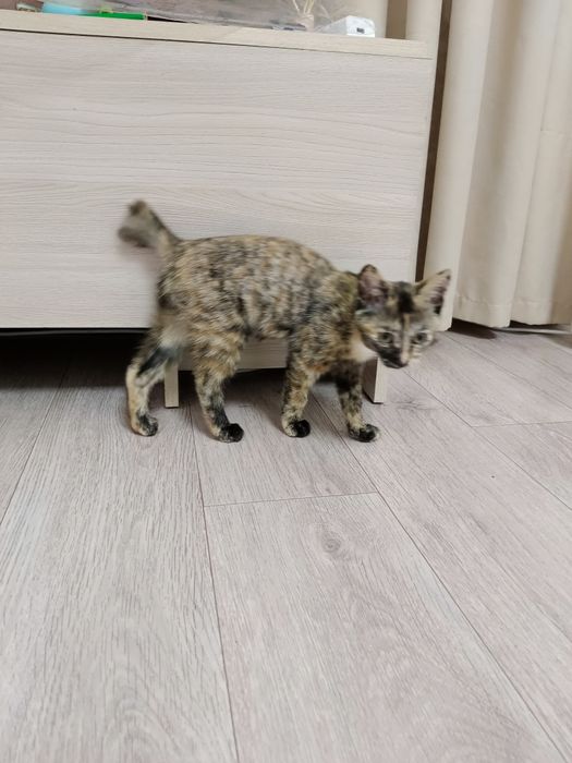 Котенок бесплатно