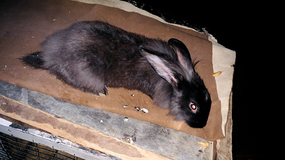 Quyon/кролики 3 ойли