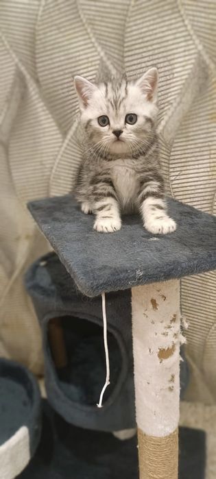 Котята шотландци