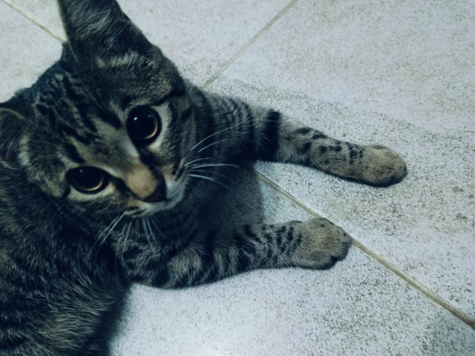 Кошка боня в добрые руки