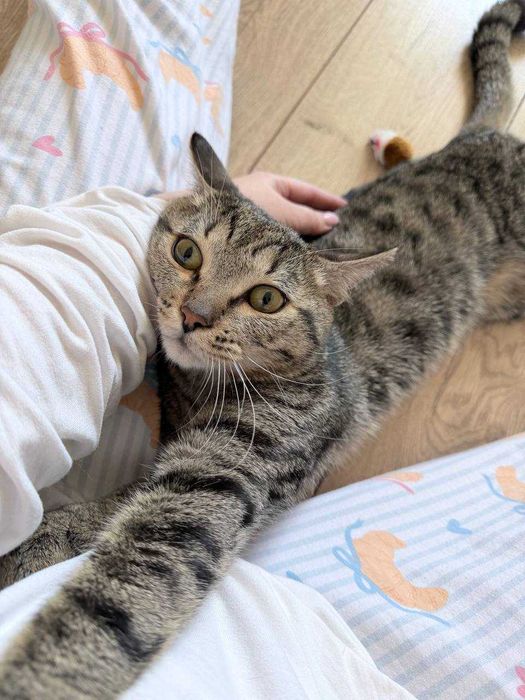 Кот француз ищет дом