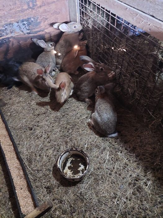 Кролики молодые матки и кролы