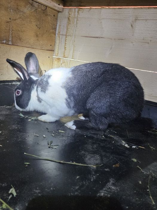 Iepuri Hycole francez