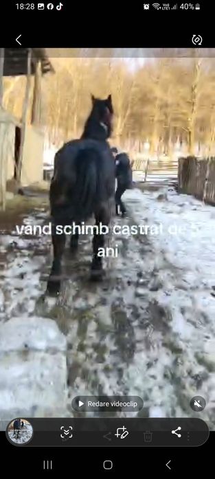 Vând cal sihlea vramcea