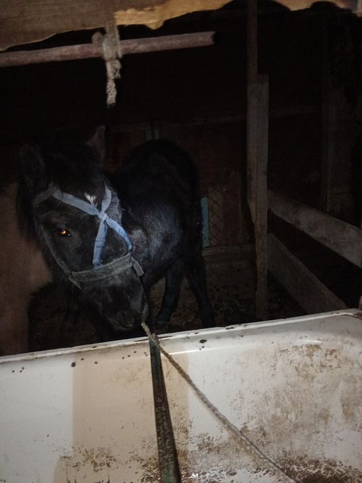 Продаётся два тая  мальчики