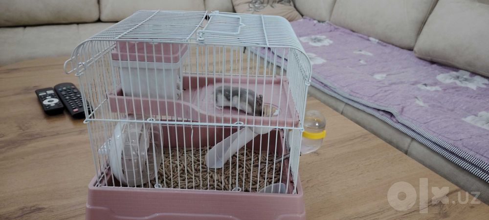 Джунгарский голубой хомяк