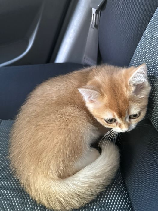 Золотая шиншилла