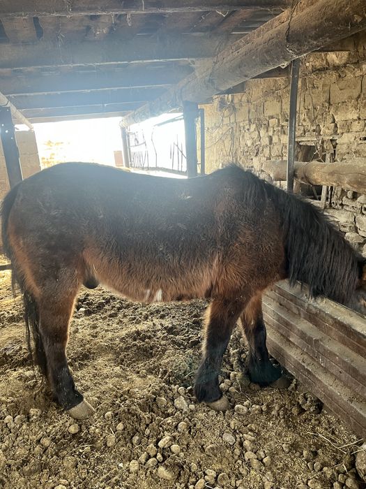 Продам лошадь с откорма