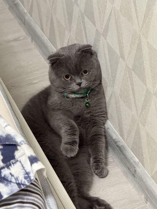 Продаетс Скотиш Фолд, в хорошие руки