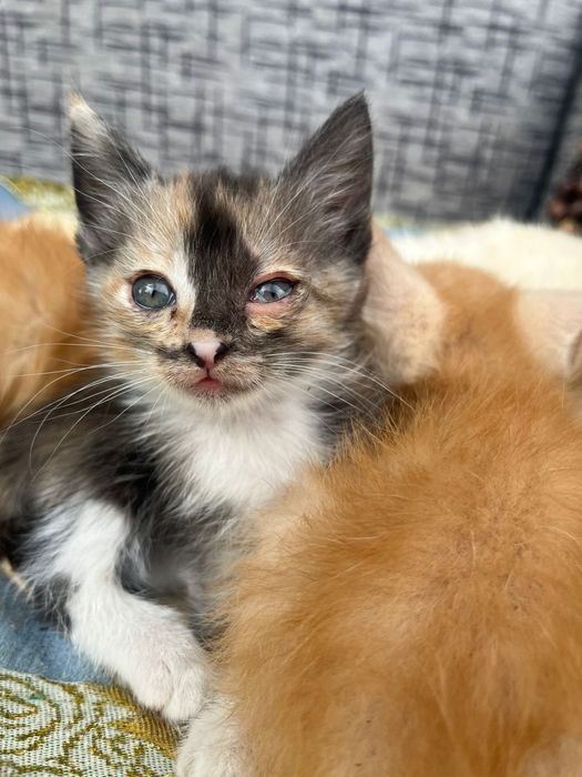 Котят отдам в любящие руки