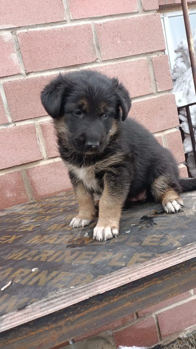 Отдам замечательную девочку