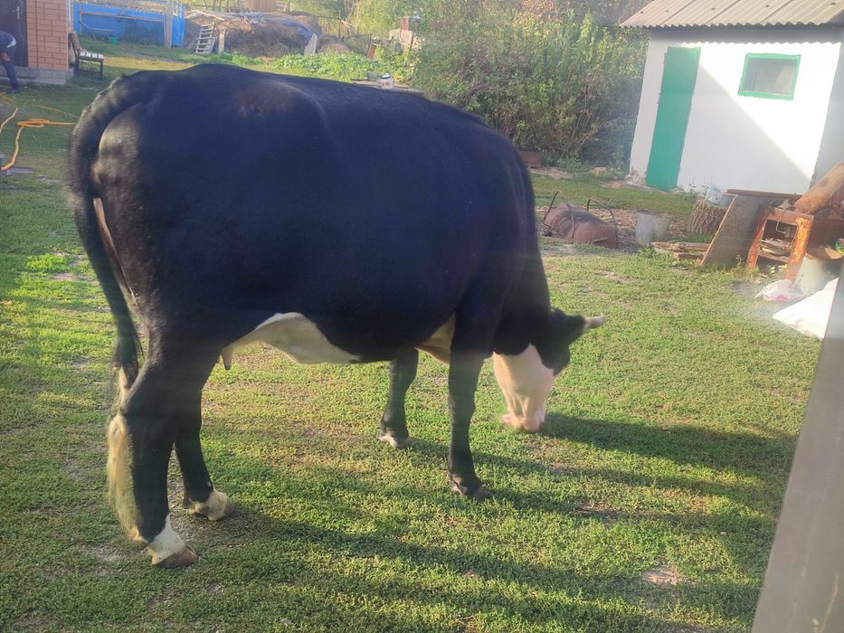 Продам корову, сиыр сатамын