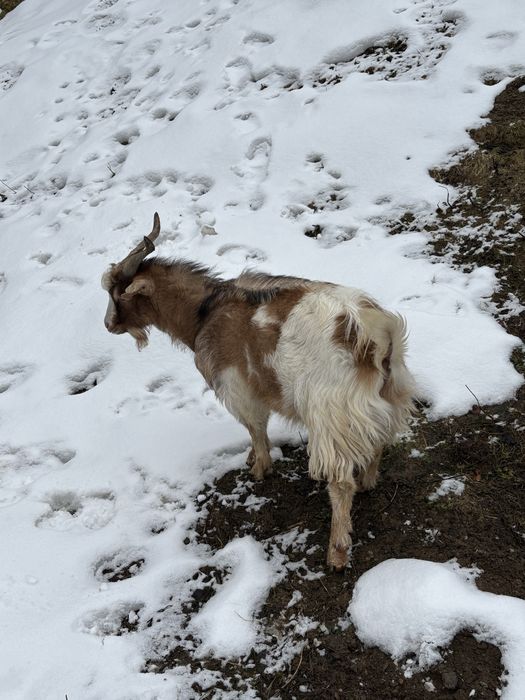 Vând țap pentru montă