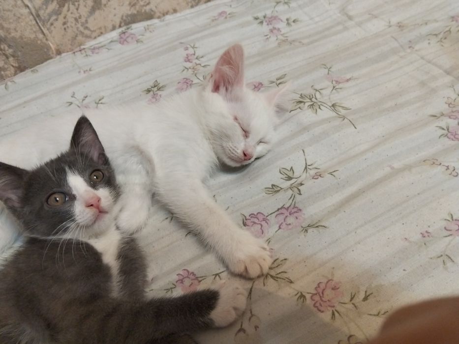 Котята в добрые руки!